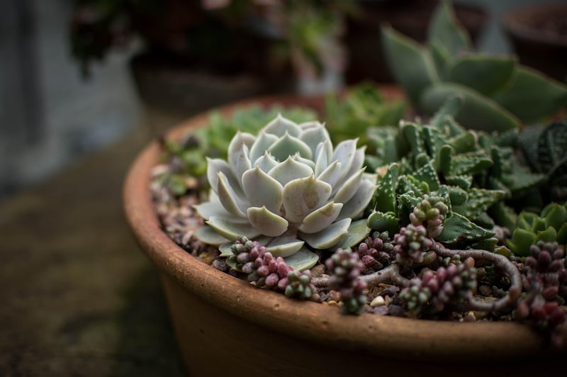 Indoor Plants