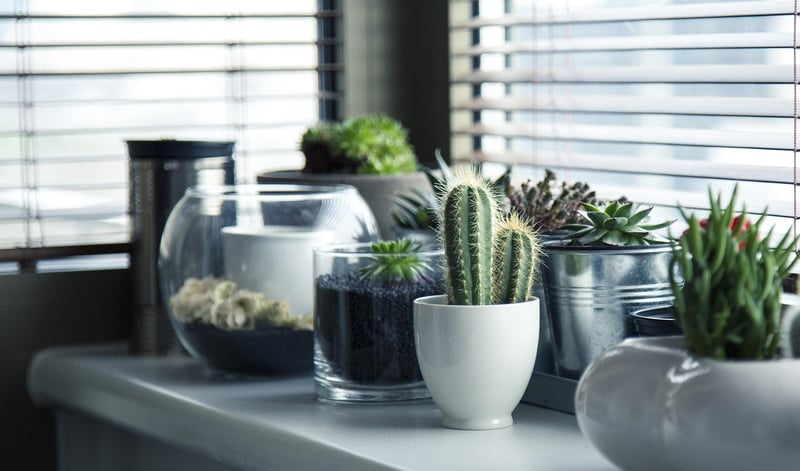 Wall-Mounted Plant Holders
