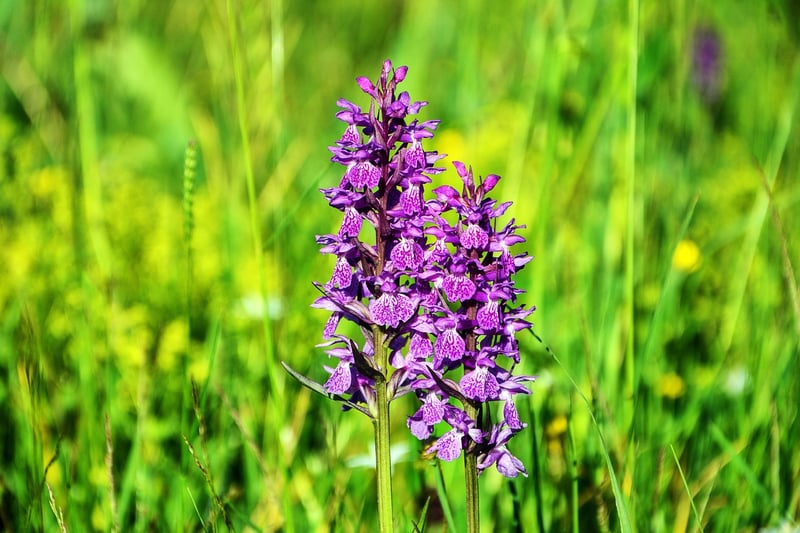 Orchid Flower