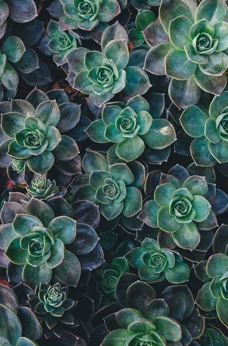 Succulents Image